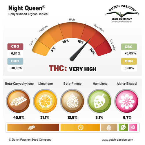 Night Queen terpenes and cannabinoids
